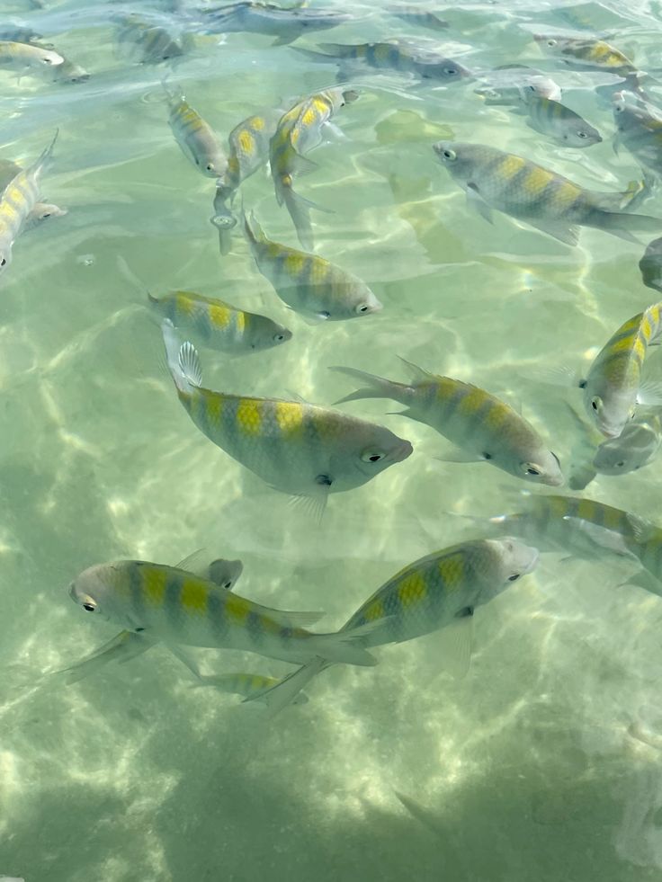 Peixes nas piscinas naturais de Milagres